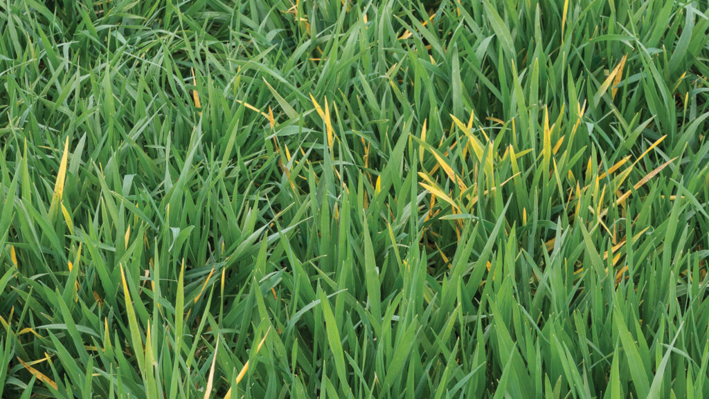 Barley yellow dwarf virus in winter barley
