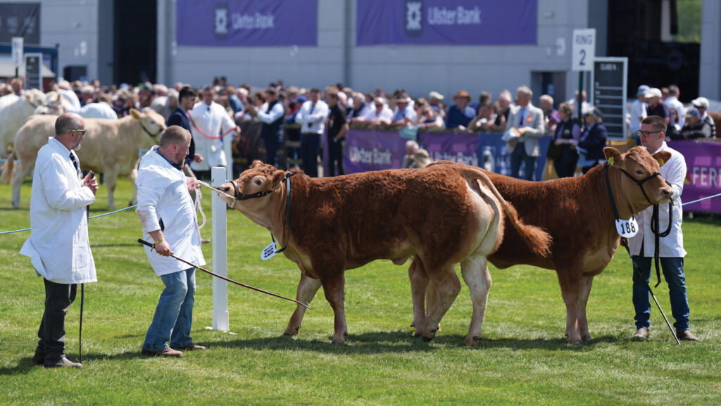 Cattle at Balmoral Agricultural Show