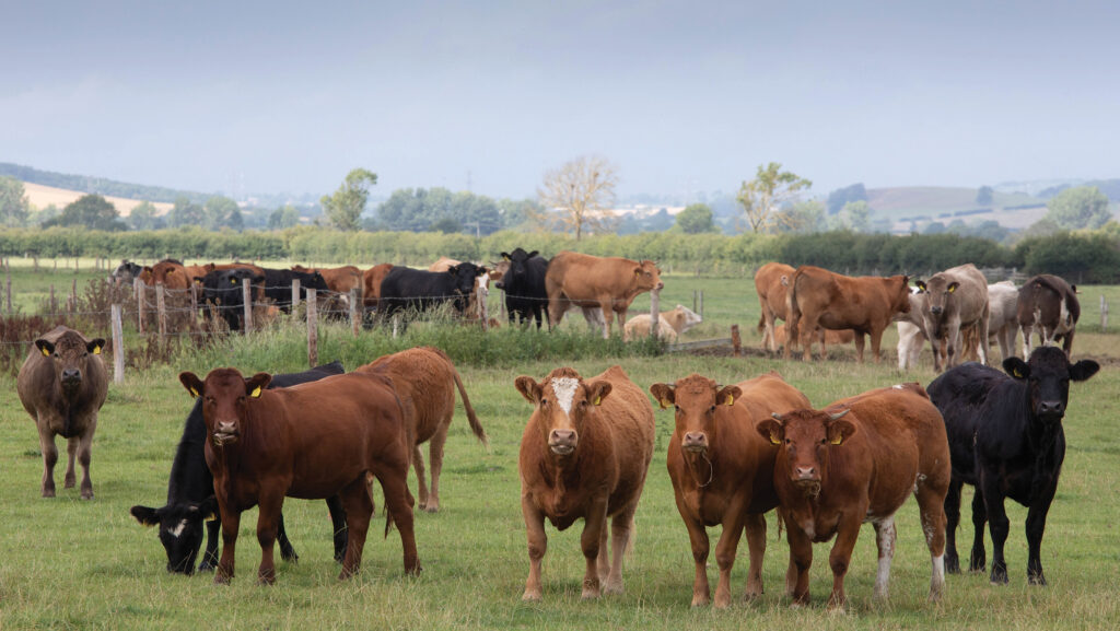 Beef cattle grazing