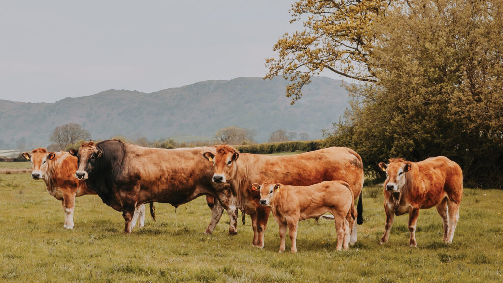 British Parthenais cattle