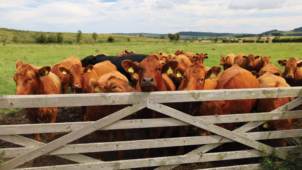 Shutting the field gate improves grazing efficiency © Adobe Stock