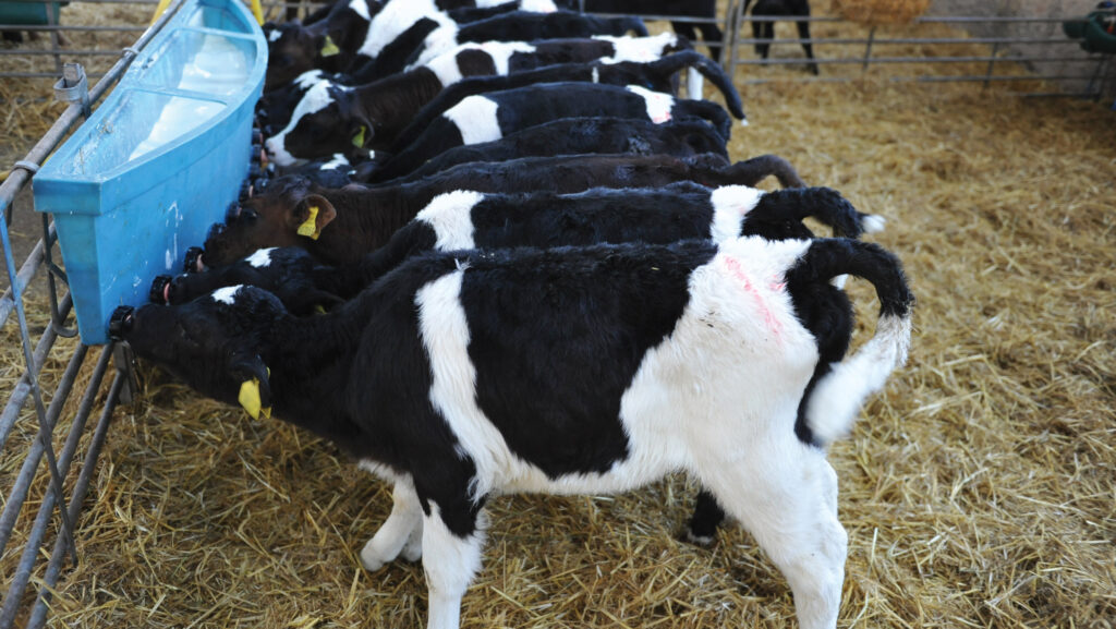 Dairy calves feeding