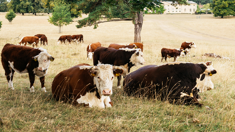 Cattle at Courteenhall © Courteenhall Estate