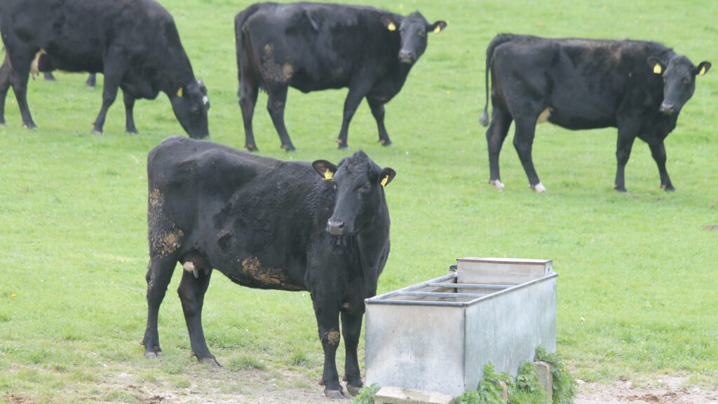Cattle drinking from trough