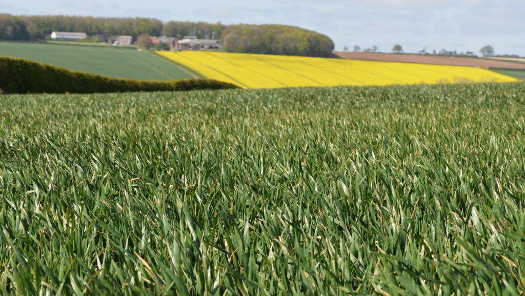 Challenger winter wheat growing on the Yorkshire Wolds in April