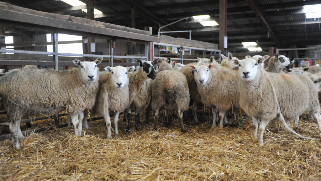 Chris Davies' pregnant ewes © Debbie James