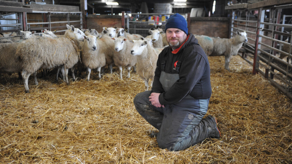 Chris Davies with pregnant ewes