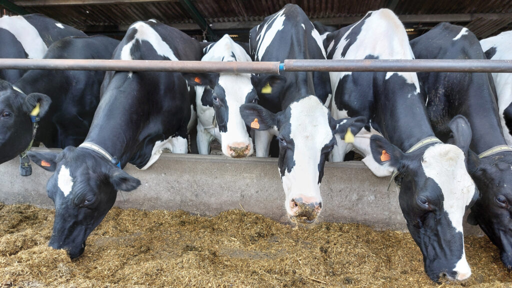 Holstein dairy cows feeding