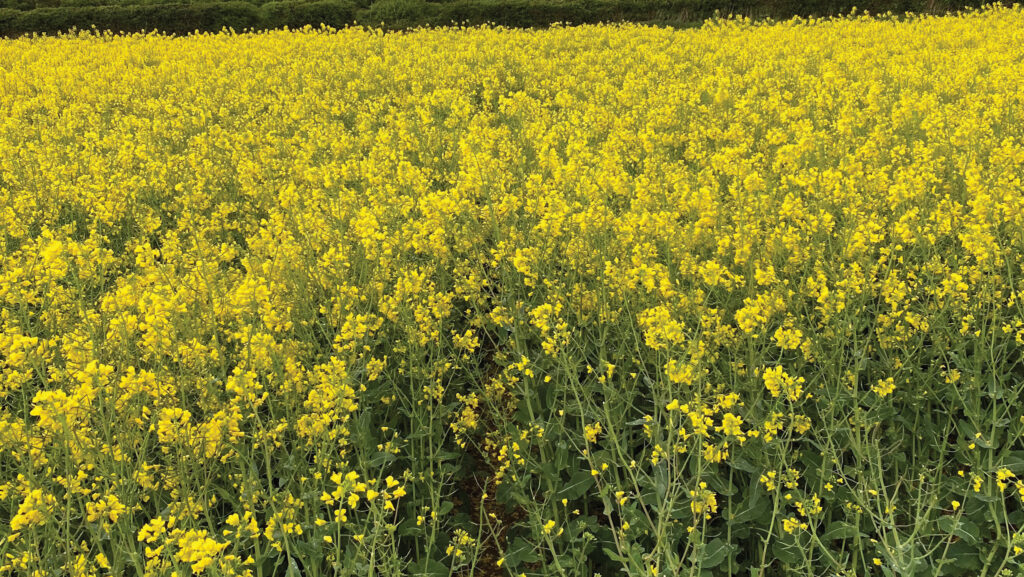 Crop of Crios OSR in flower
