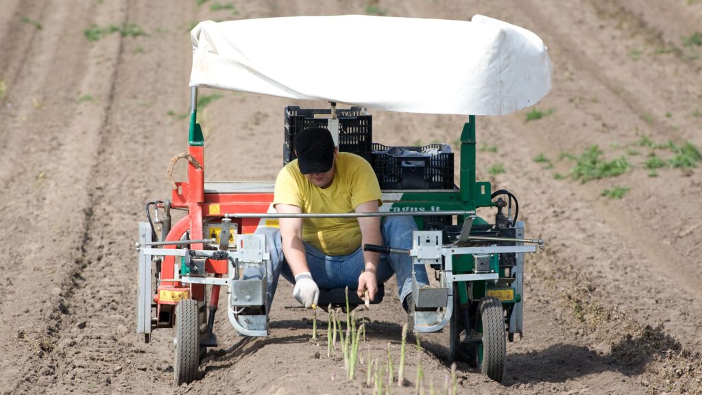 Cropping asparagus © Tim Scrivener