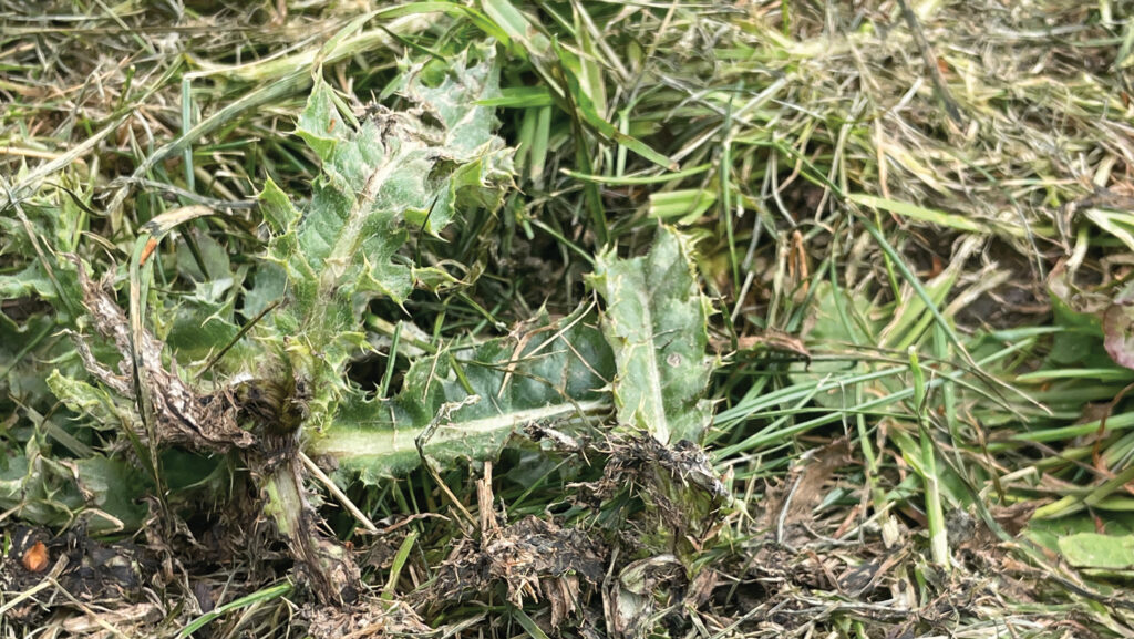 Weeds