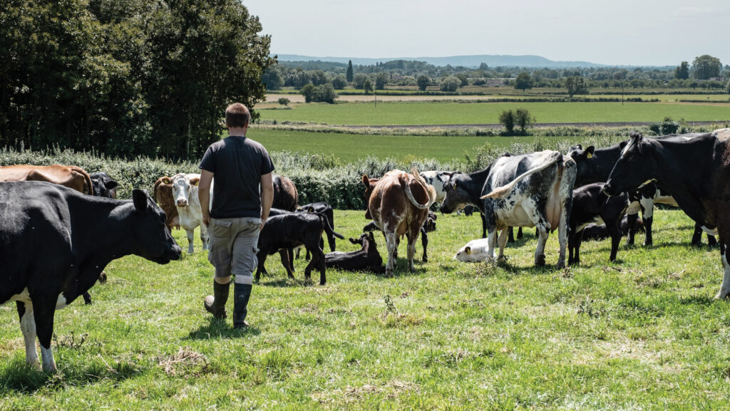 Farmer with cattle in field
