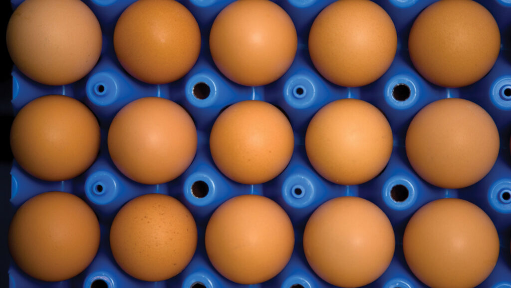 Tray of eggs