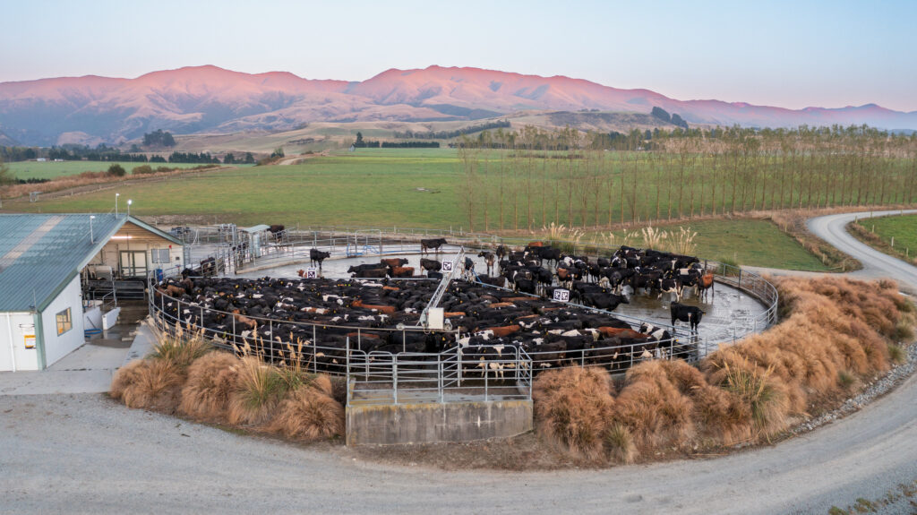 Dairy cows at Glenrie Farm in New Zealand © Livestock Visibility Solutions