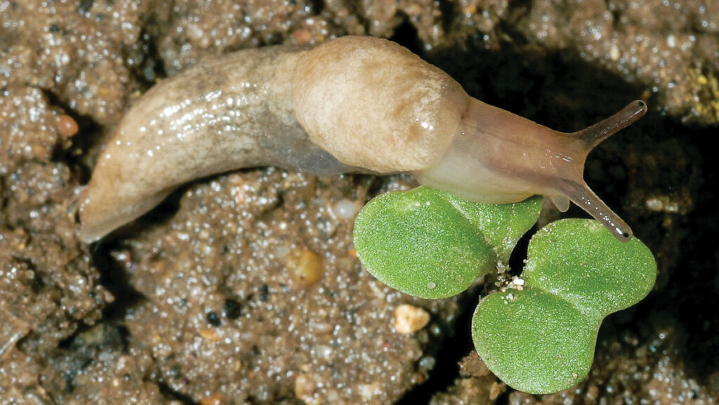 Grey field slug 