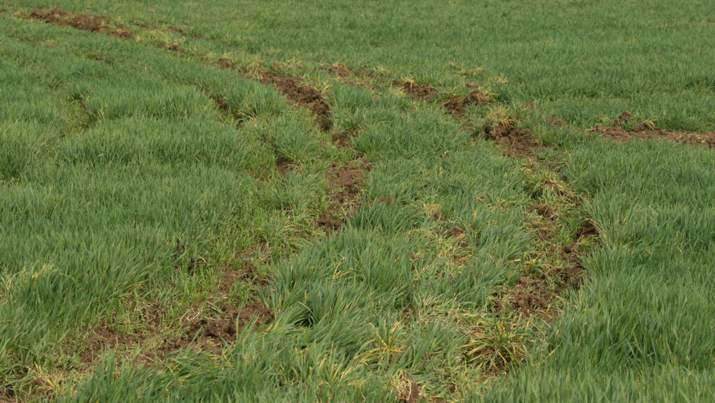 Damage on farm from hare coursing