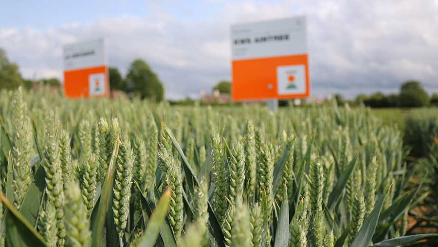 KWS signs in crop field