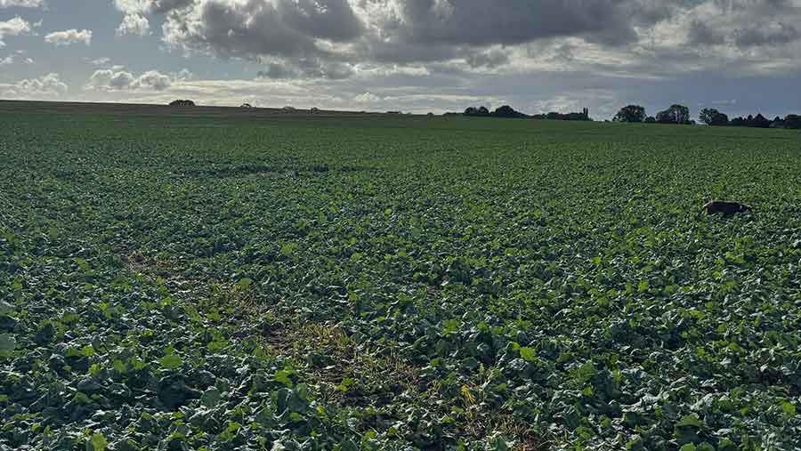 Arable field