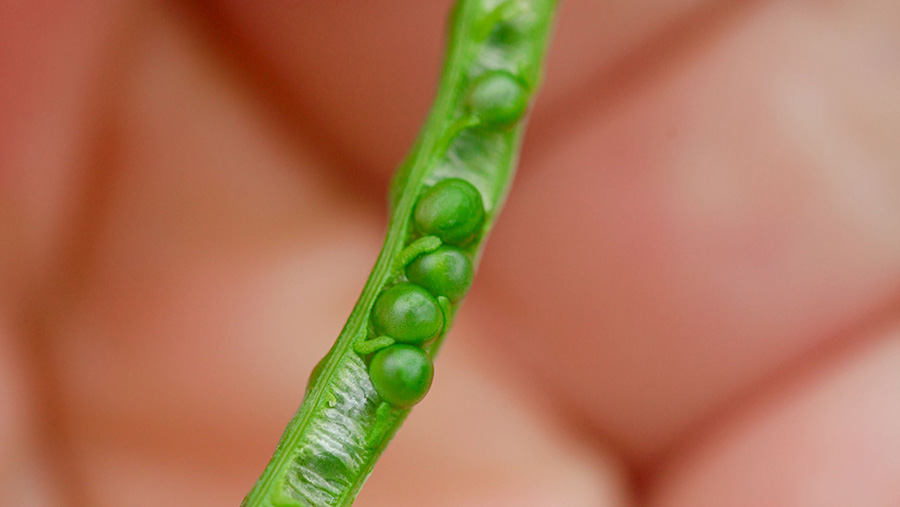 Close up of crop