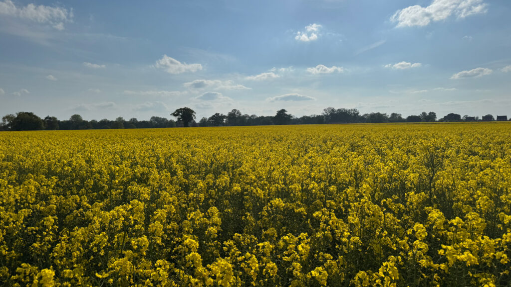 Land between Bergh Apton and Thurton