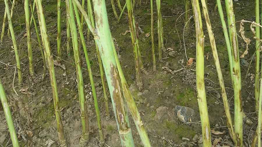 Light Leaf Spot on stems