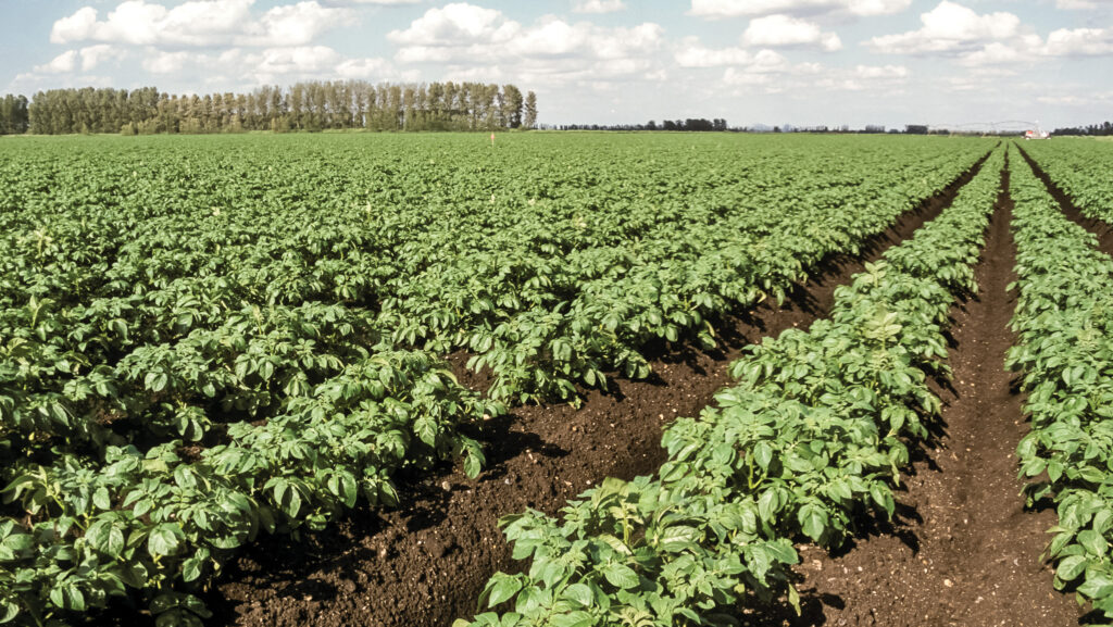 Maris Piper potatoes on dark peaty fen soil 