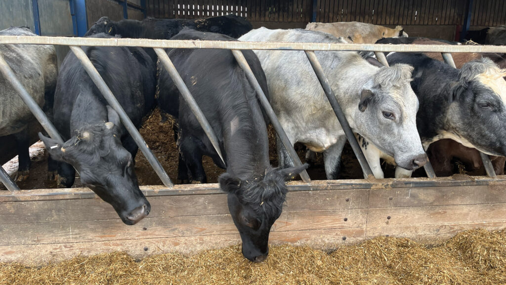 Beef cattle