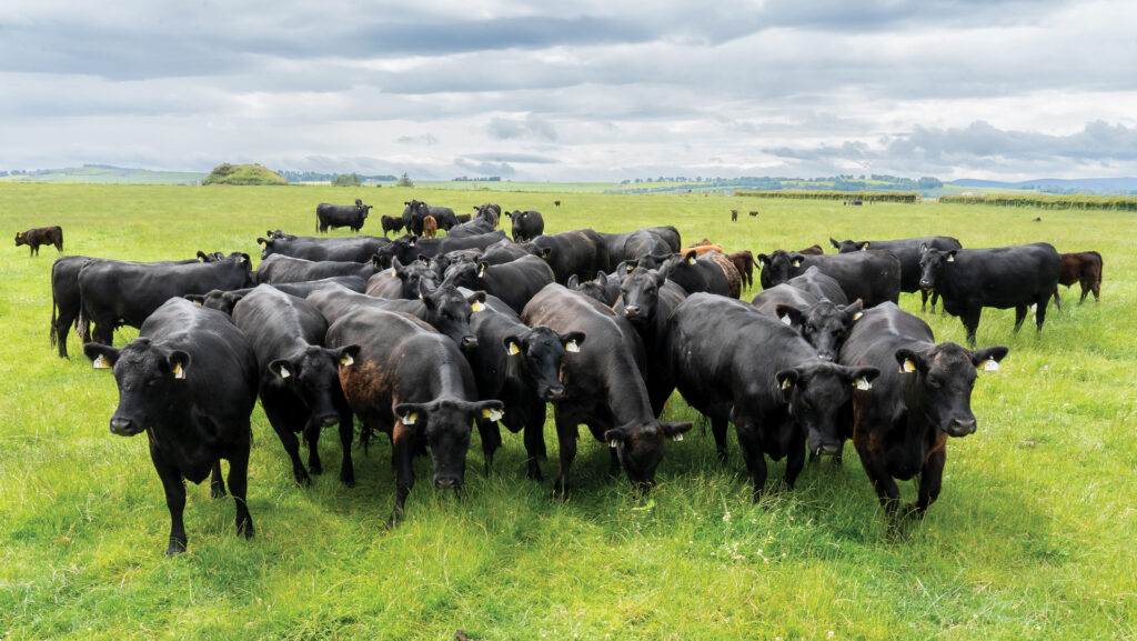 Marshall Family cattle herd