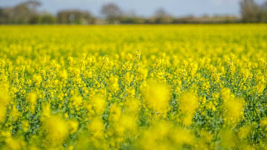 Field of Oilseed Rape