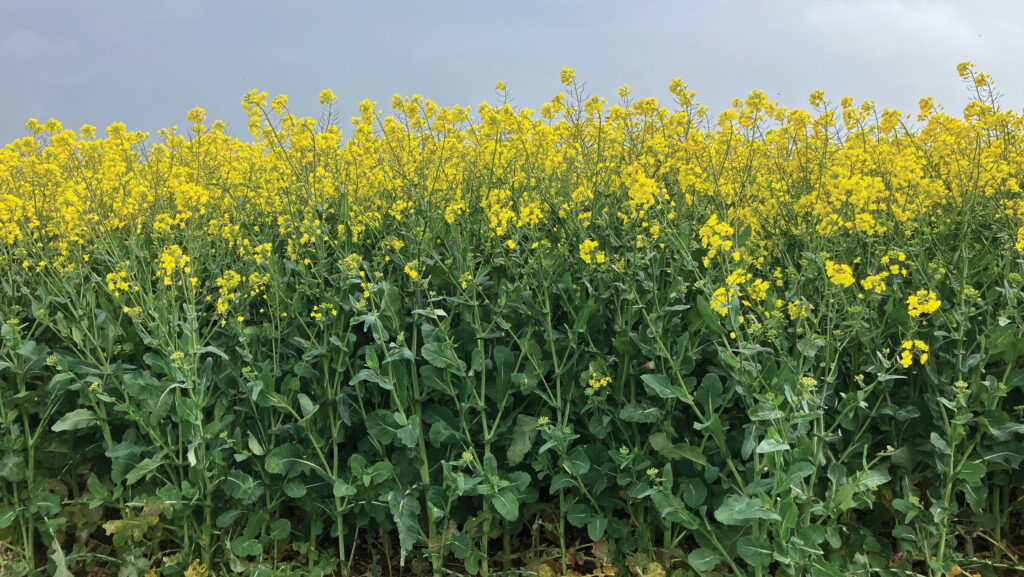 Joe and Jim Mawle's crop of OSR in flower