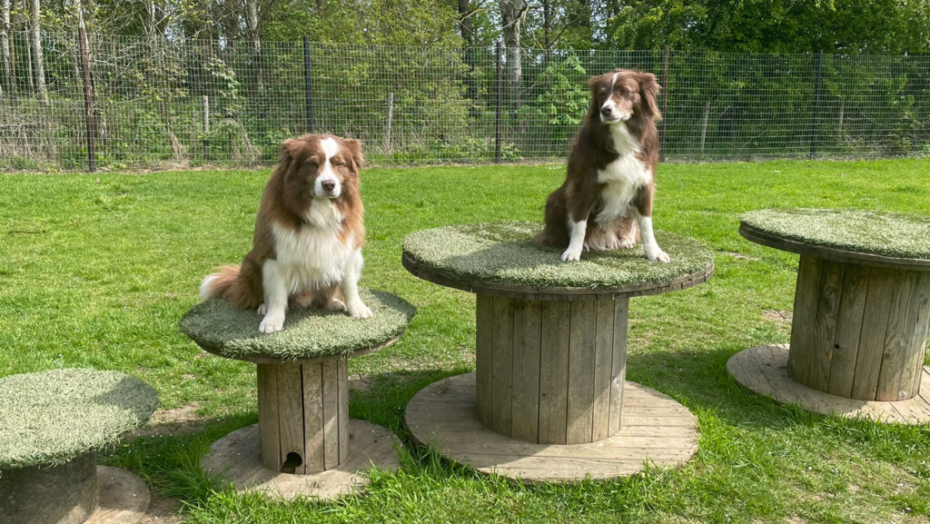 Dogs on cable reels, Paws in the Park