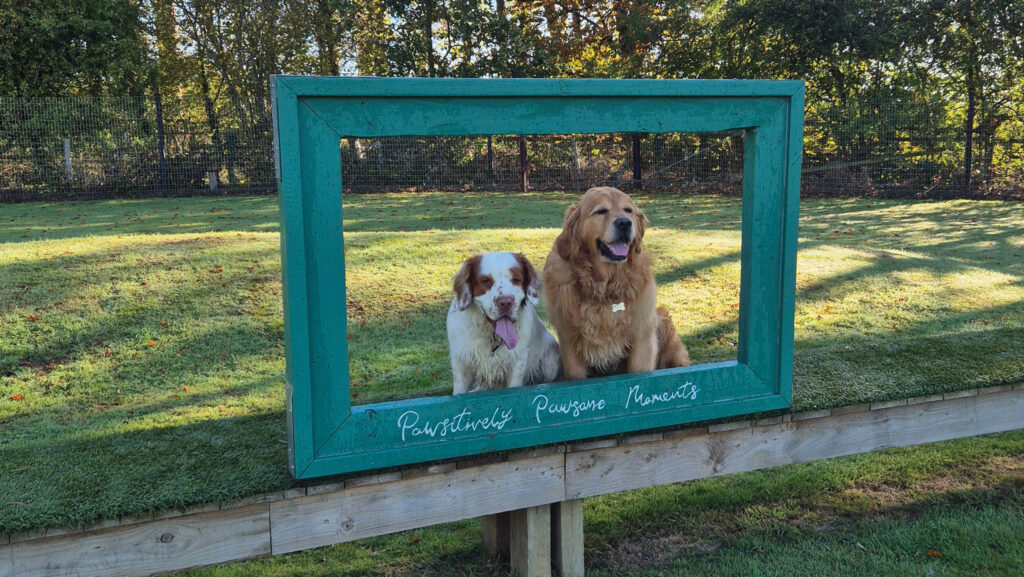 Dogs in portrait, Paws in the Park