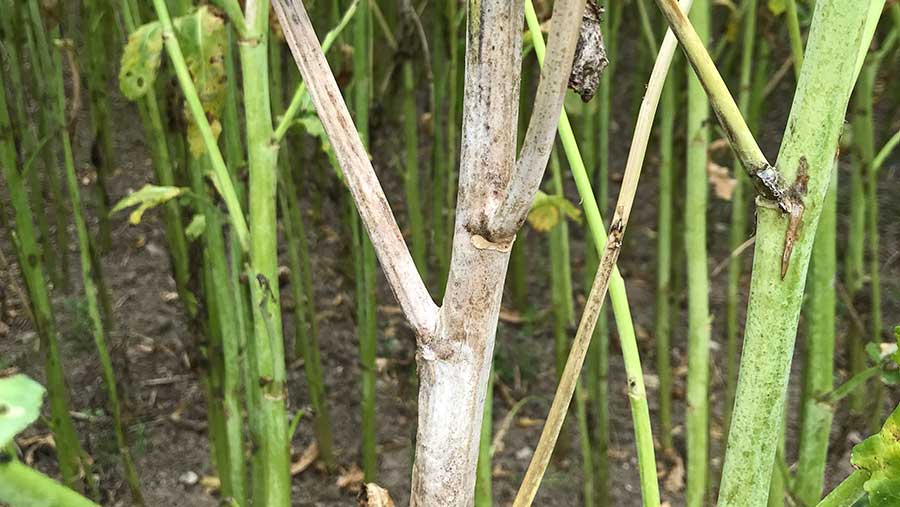 Sclerotinia Infection on stem