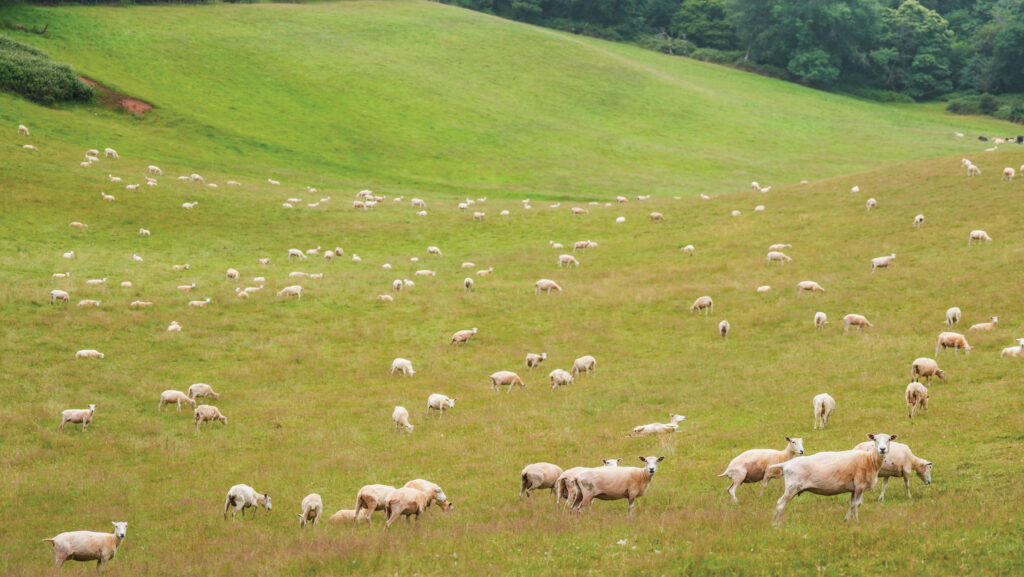Sheep in pasture