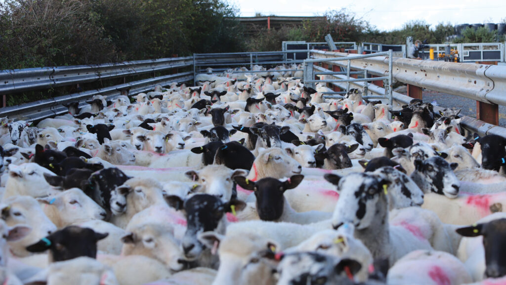 Sheep