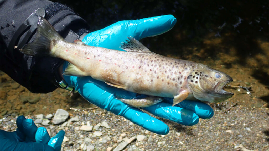 One of the estimated 1,610 fish killed in the incident © Environment Agency