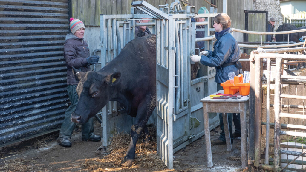 TB testing beef cattle
