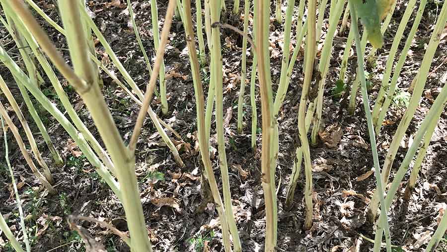 Verticillium Stem Disease