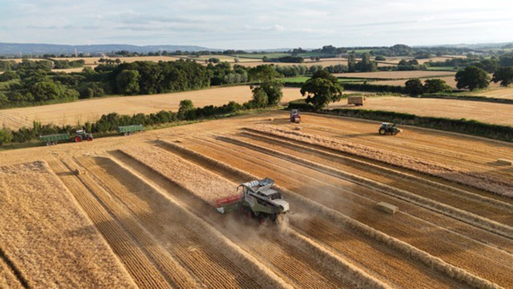 Wheat harvest at Manor Farm © Richard Payne