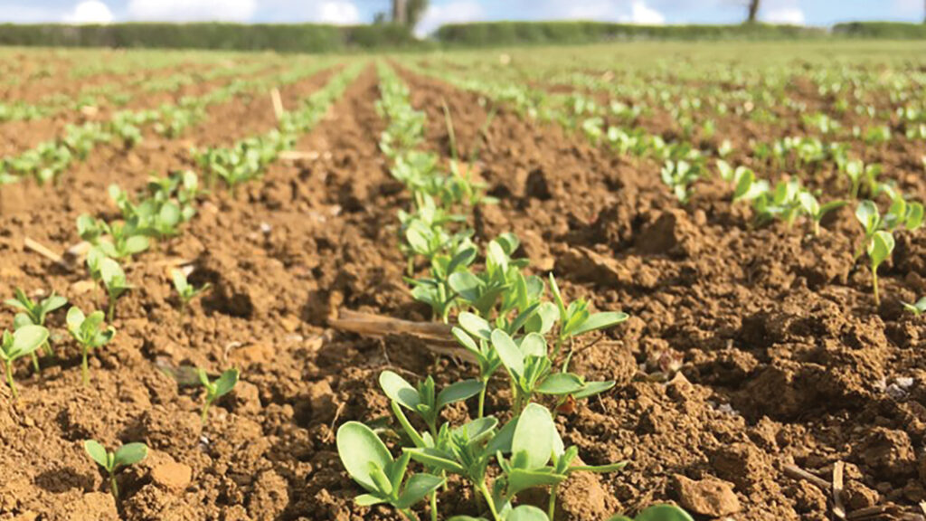 Winter linseed establishing
