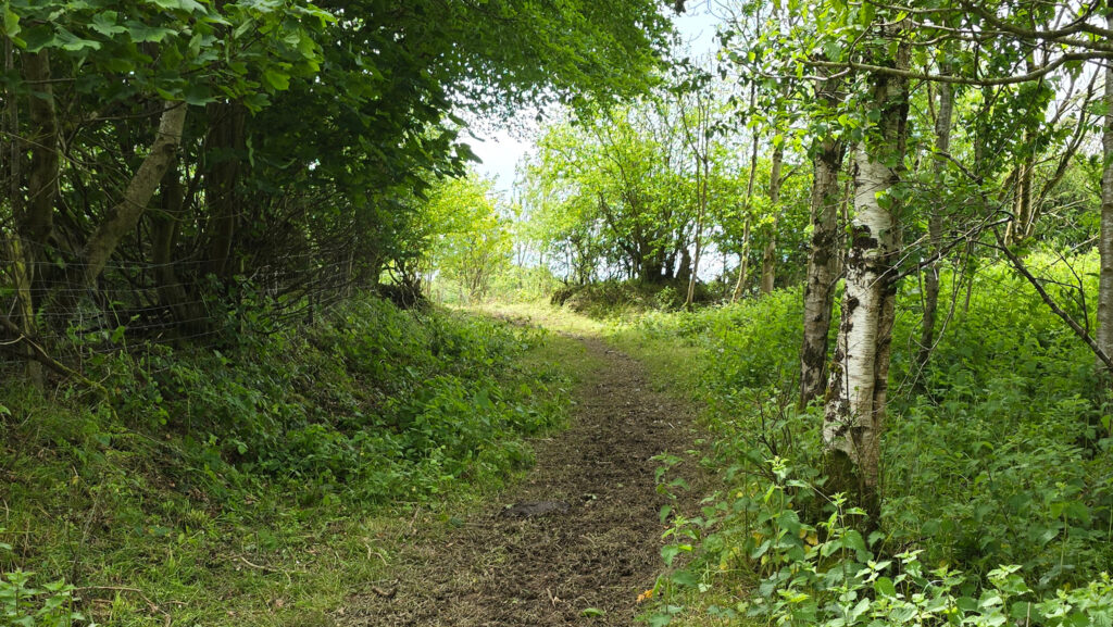 Woodland path at Treberfedd © MAG/Anne Dunn