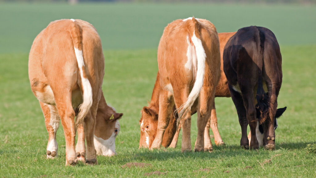 Replacement heifers benefit from grazing low-risk tick pastures pre-breeding © Tim Scrivener