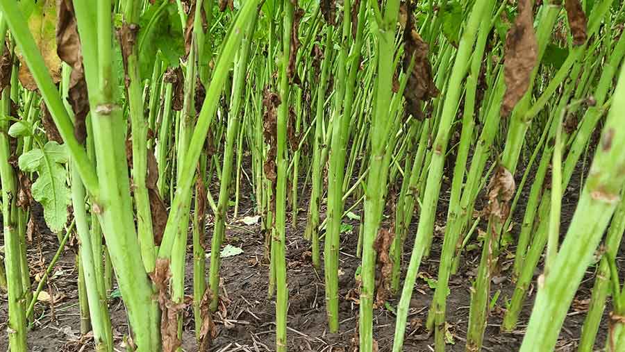 Clean Oilseed Rape Stems