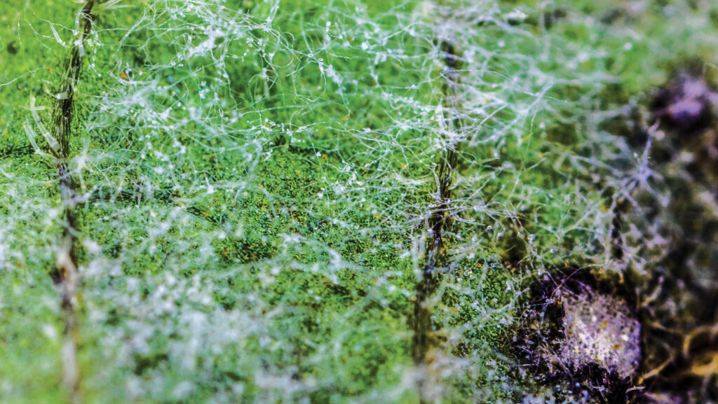 Underside of potato leaf showing late blight lesions
