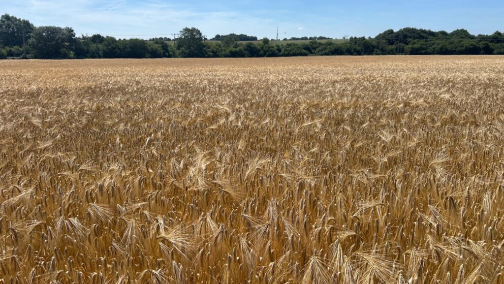 Barley crop at Scotts Farm, Suffolk