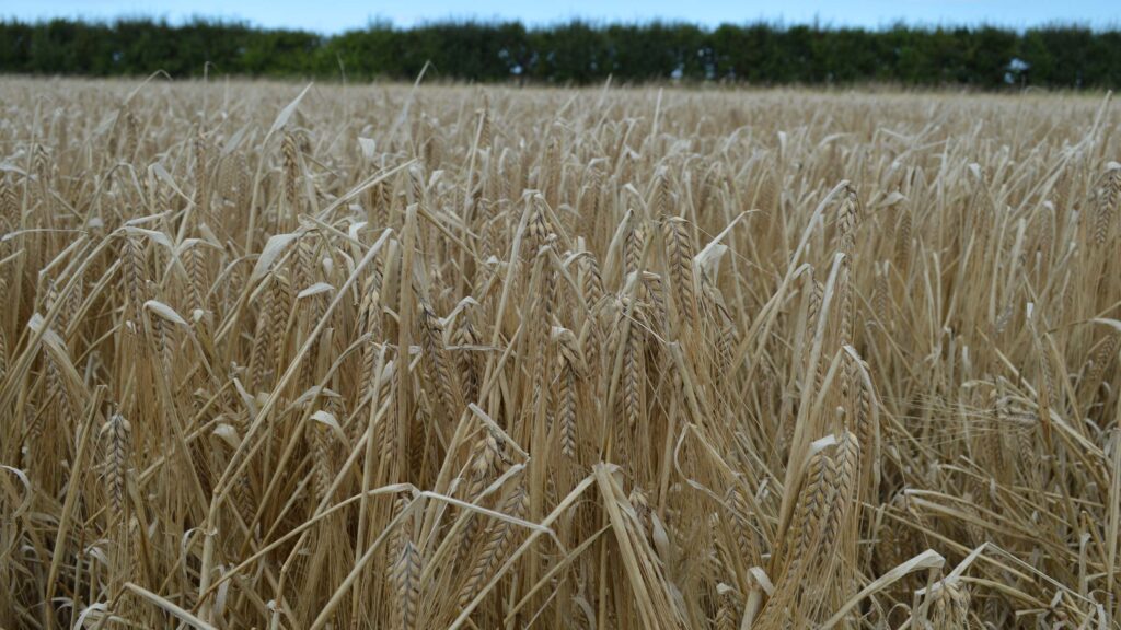 Close-up of barley crop