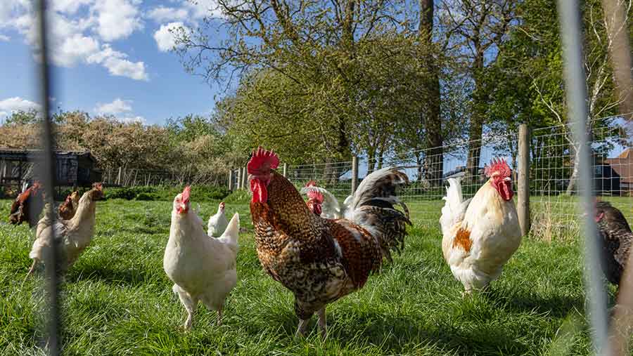 Chickens in field
