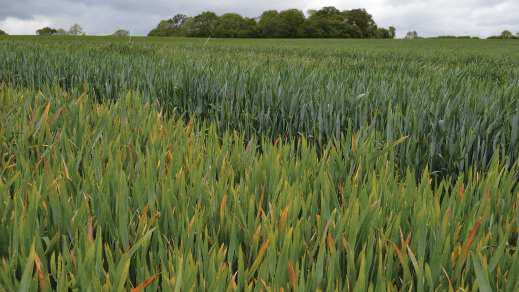 BYDV-susceptible winter wheat variety in the foreground and resistant variety Gorgon in the background © David Jones