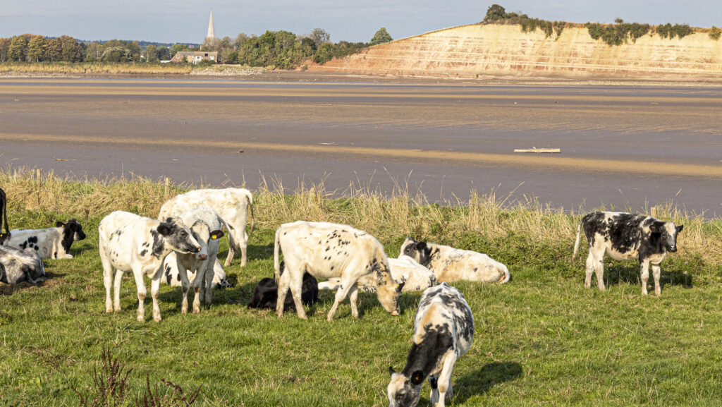 Cattle by River Severn