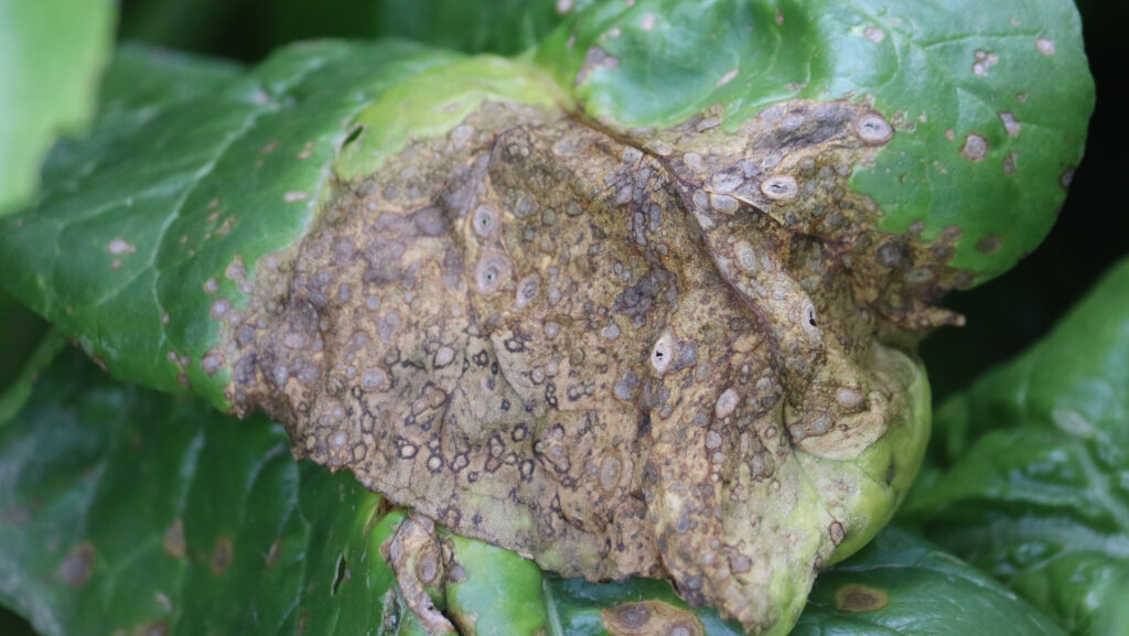 Cercospora beticola on a sugar beet leaf © Adobe Stock